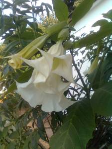 White Angel Trumpet flowers starting to open.