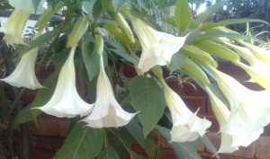 White Angel Trumpet flowers in full bloom.